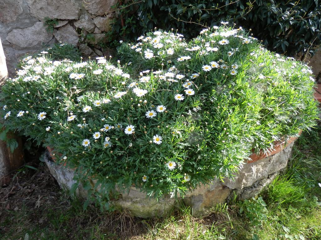 Alojamento de Acomodação e Pequeno-almoço Giardino 21 Marzo 3*