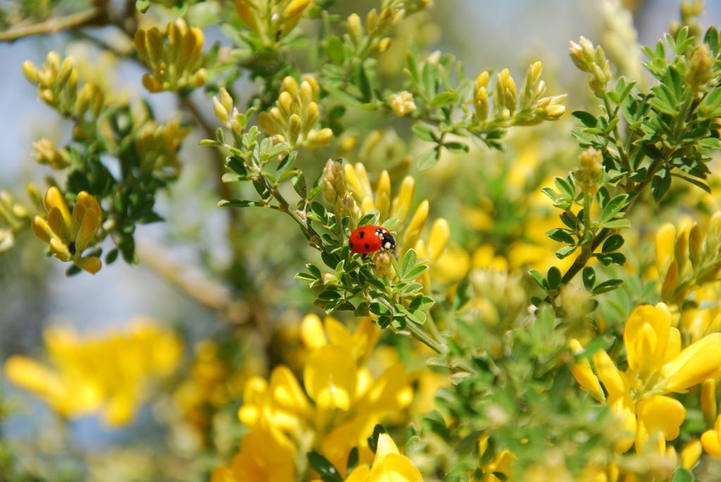 Giardino 21 Marzo Alojamento de Acomodação e Pequeno-almoço